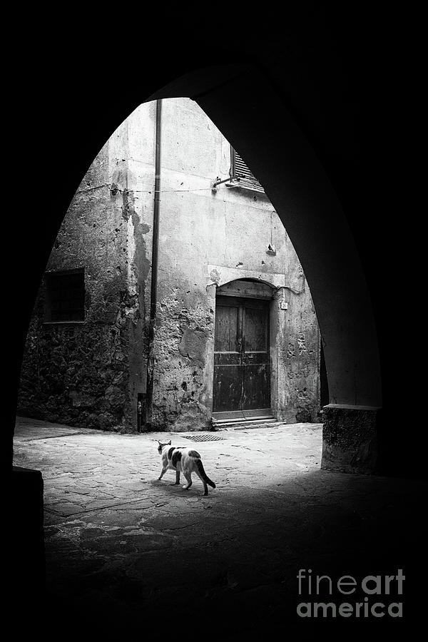 The Mysterious Cat of Monterosso Photograph by Becqi Sherman