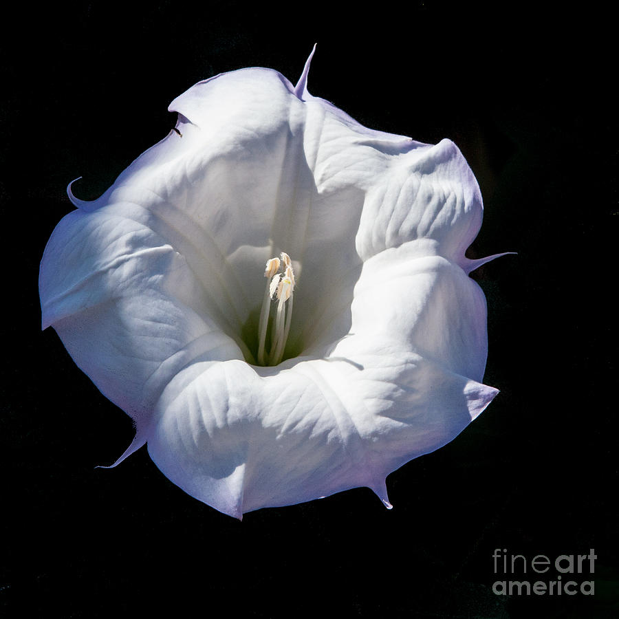 The Mysterious Datura Photograph by Roselynne Broussard