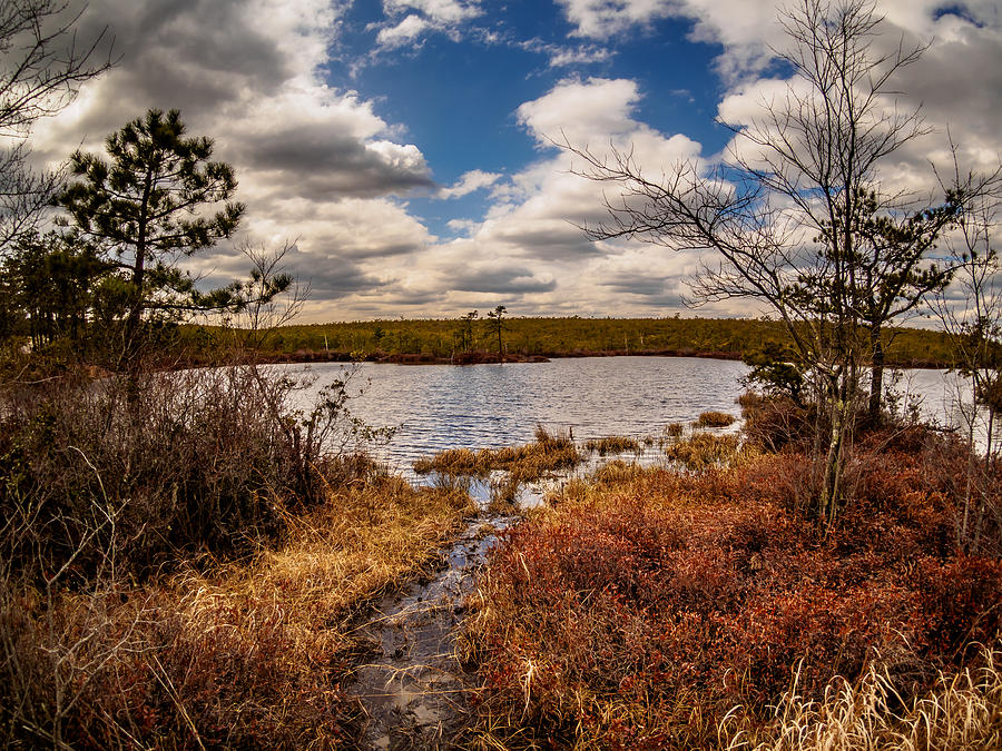 The Mysterious Pine Lands Photograph by Louis Dallara