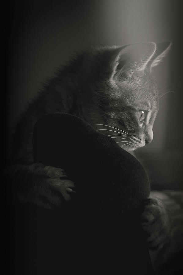 The Mystery of a Cats Thoughts Photograph by Loriental Photography
