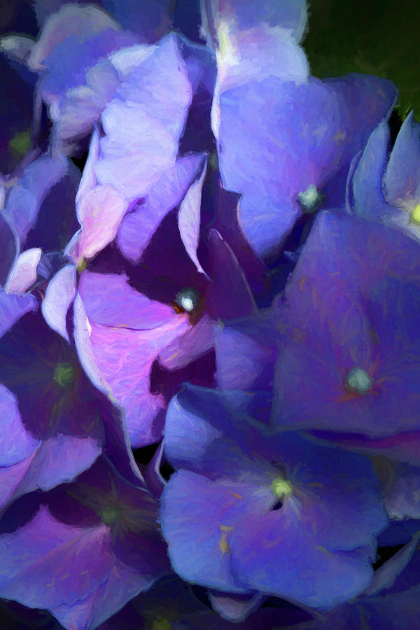 The Mystery of Purple to Blue Photograph by Kathy Clark