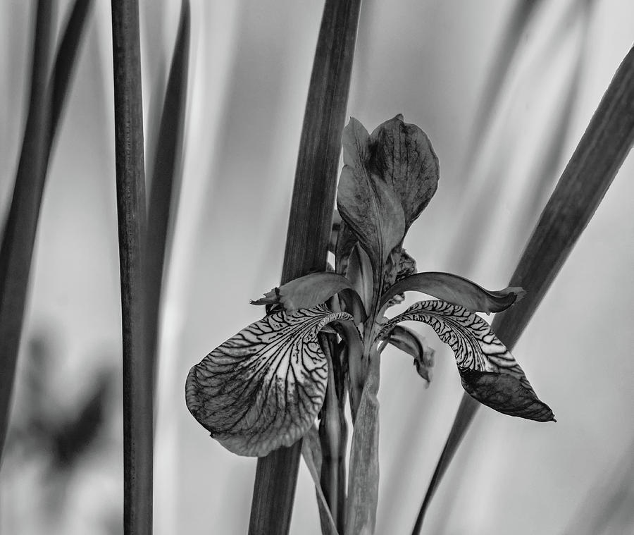 Iris Photograph - The Mystery of Spring 2 bw by Steve Harrington