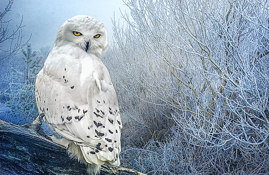 Owl Photograph - The Mystical Snowy Owl by Brian Tarr