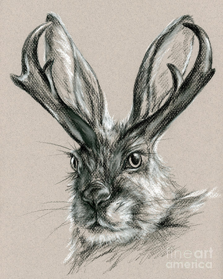 The Mythical Jackalope Drawing by MM Anderson