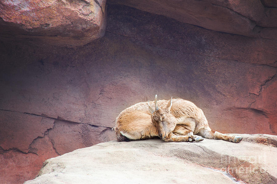 The Napping Markhor Photograph by Sharon McConnell