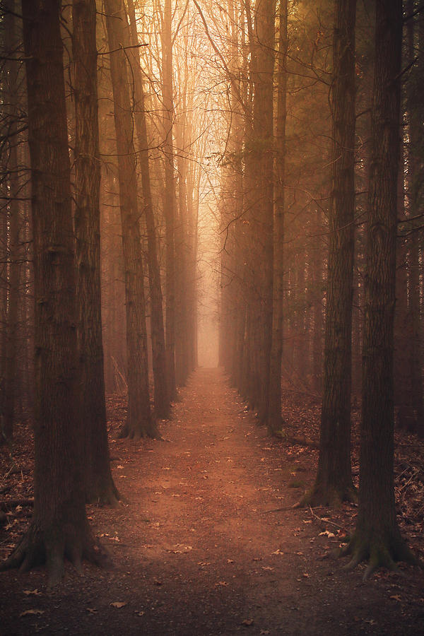 Tree Photograph - The Narrow Path by Rob Blair