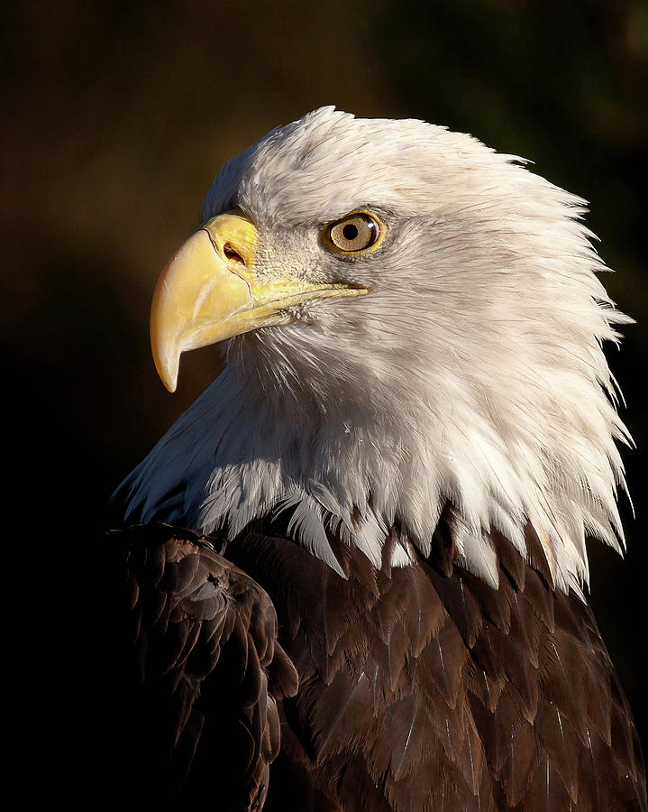 The National Symbol Photograph by Jack Bell