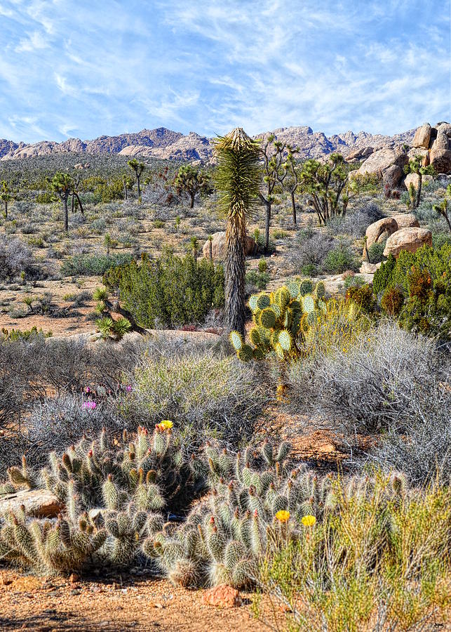 The Natural Garden - Joshua Tree National Park Photograph by Glenn McCarthy Art and Photography