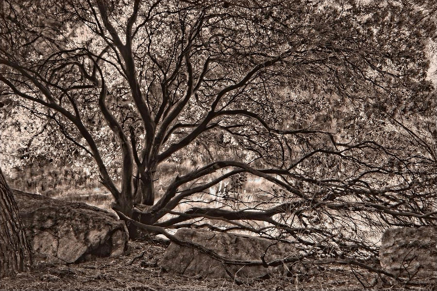 The Nature of Trees in Sepia Photograph by Leda Robertson