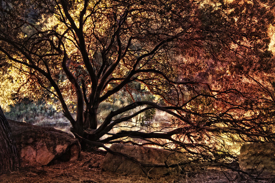 The Nature of Trees Photograph by Leda Robertson