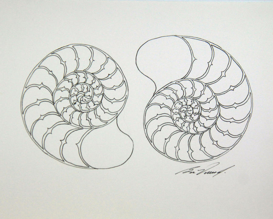 Digital Collections - Nautilus Pompilius or Pearly Nautilus; Longitudinal  Section of the Shell to shew [sic] the internal structure.