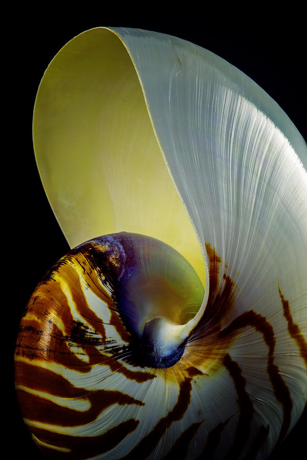 The Nautilus Enhanced Photograph By Robert Storost - Fine Art America