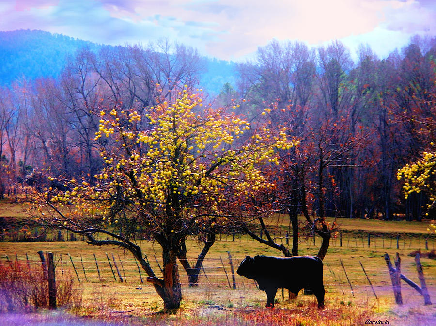 The Neigbors Bull Where The Delicious Fall El Valle NM Photograph by Anastasia Savage Ealy