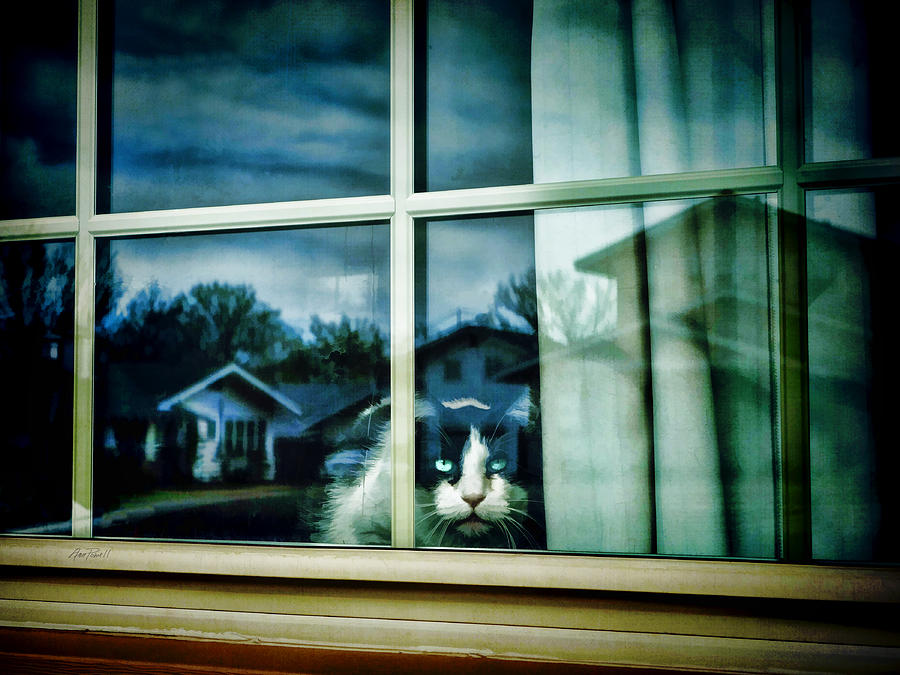 The Neighborhood Watch - animals cats  Photograph by Ann Powell