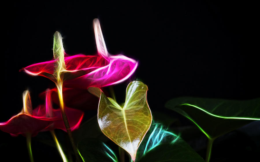 The Neon Garden Photograph by Cameron Wood