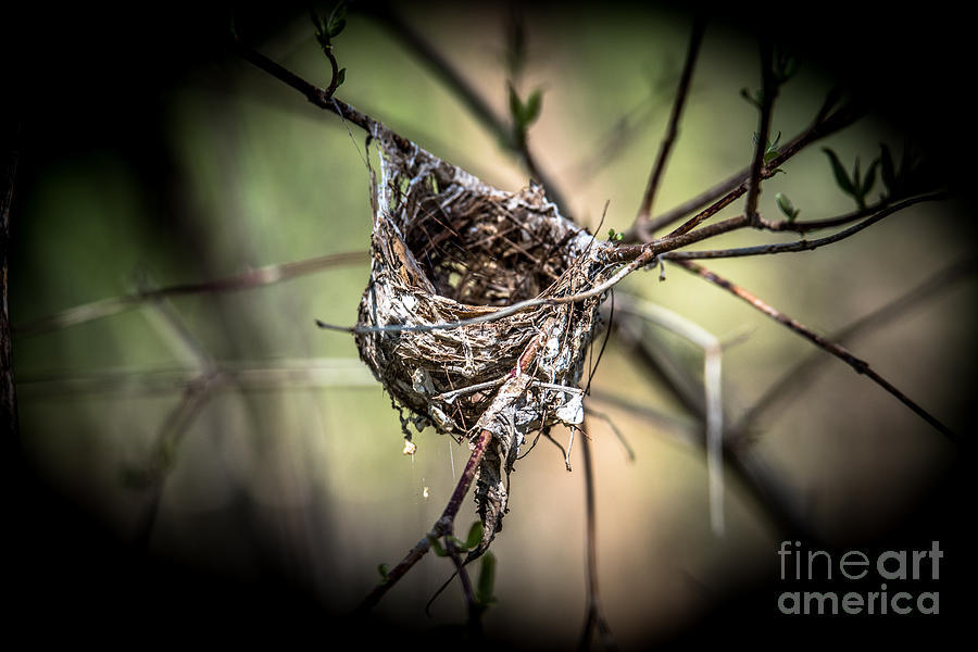 The Nest 2 Photograph by Grace Grogan