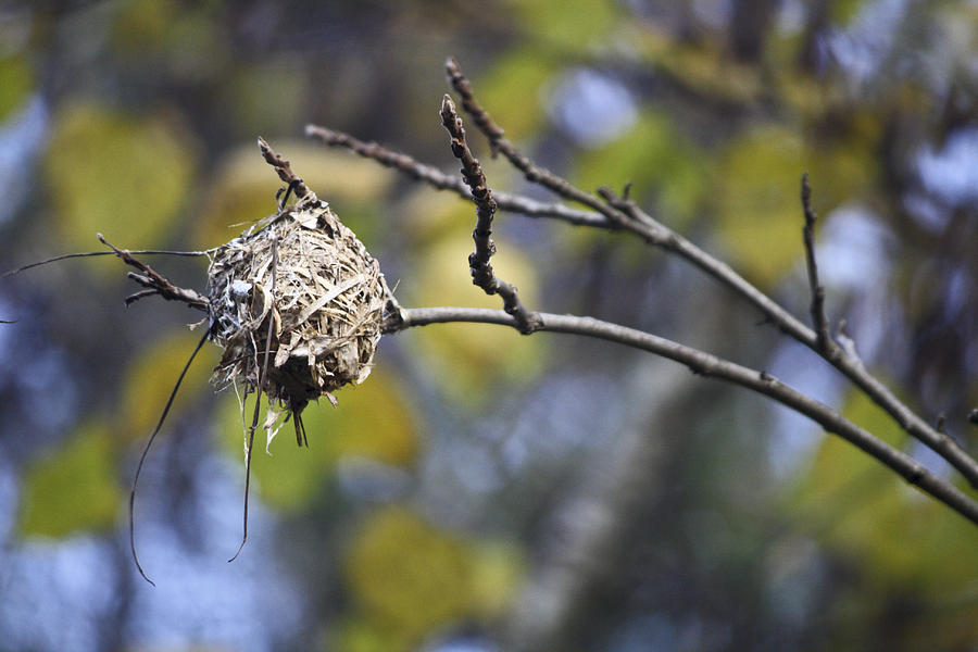Fall Photograph - The Nest 2 by Teresa Mucha