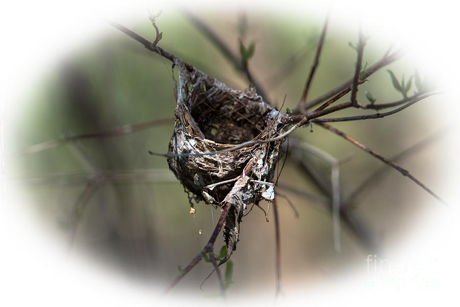 The Nest Photograph by Grace Grogan