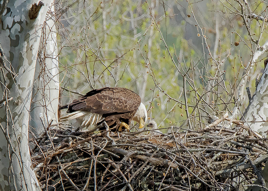 Eagle Photograph - The Nest by J H Clery