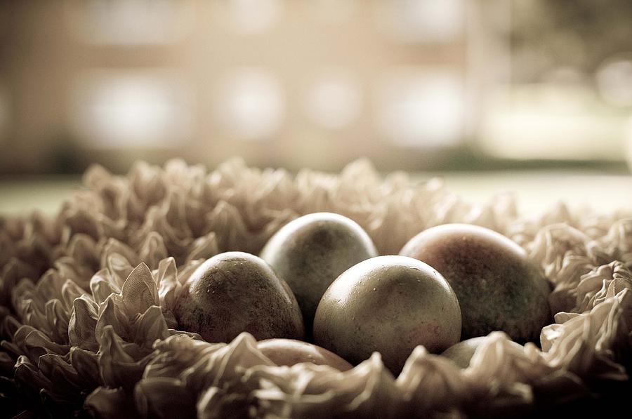 Egg Photograph - The Nest by Mandy Wiltse