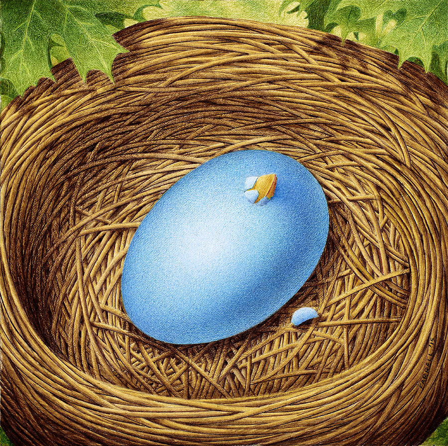 The Nest Drawing by Mike Farrell