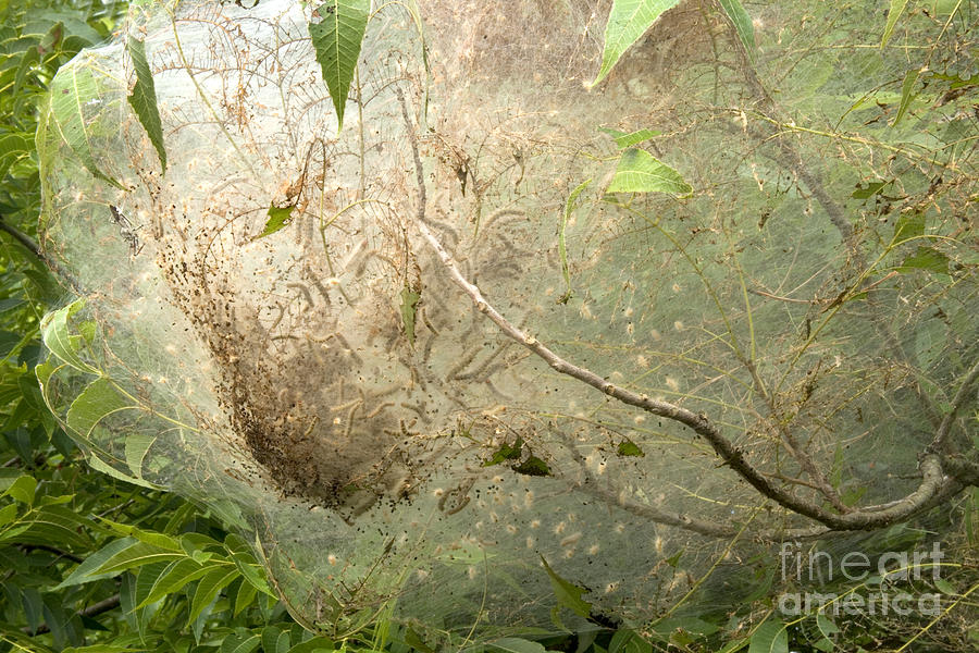 The Nesting Web Of The Tent Caterpillar Photograph by Inga Spence