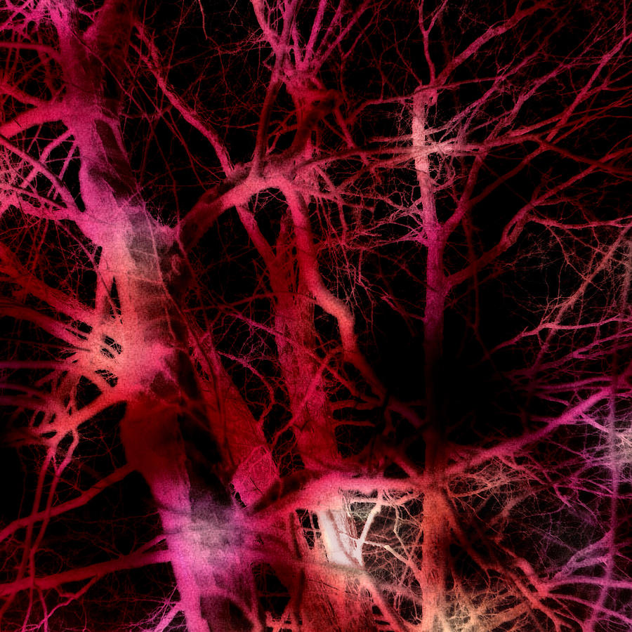 The Neural Network of Trees Photograph by Susan Maxwell Schmidt