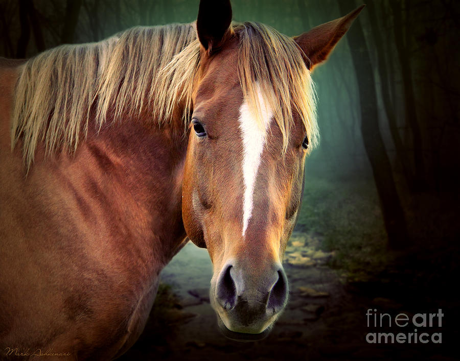Nature Photograph - Beautiful Horse  by Mark Ashkenazi