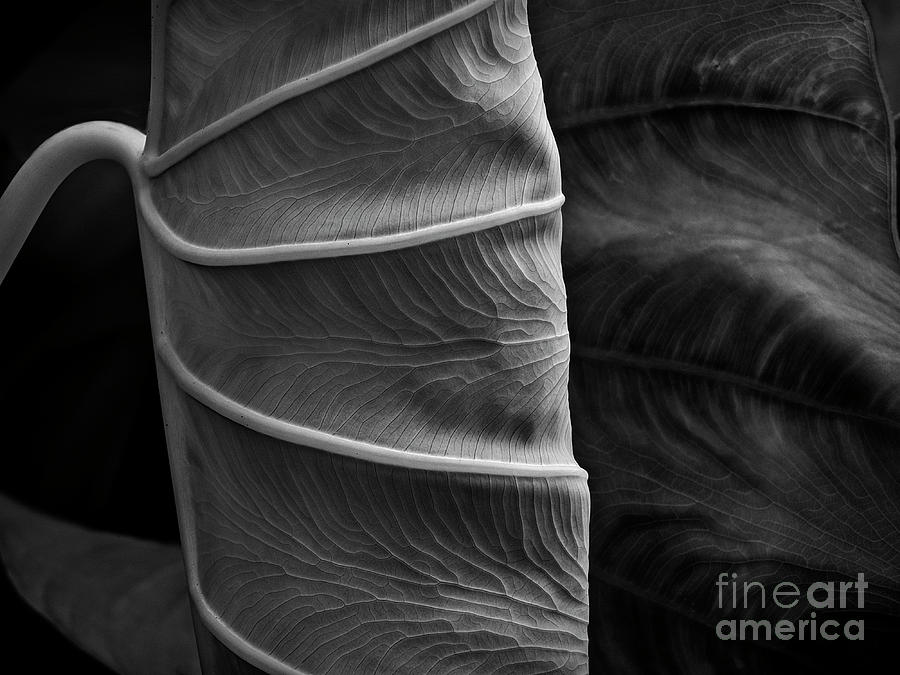 Black And White Photograph - The New Leaf BW by Mike Nellums