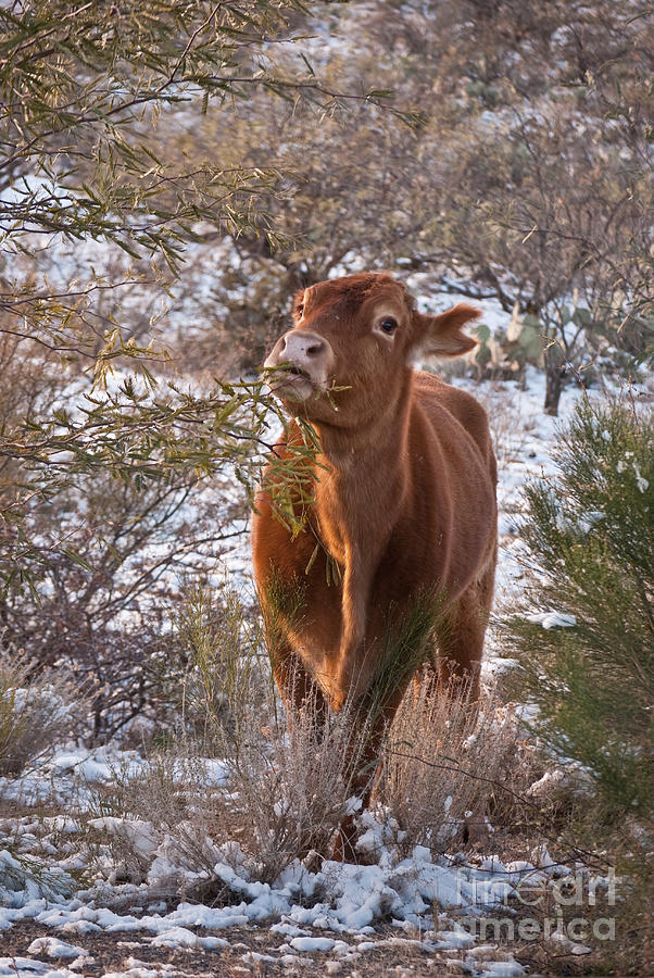 The New Years Cow Photograph by Donna Greene