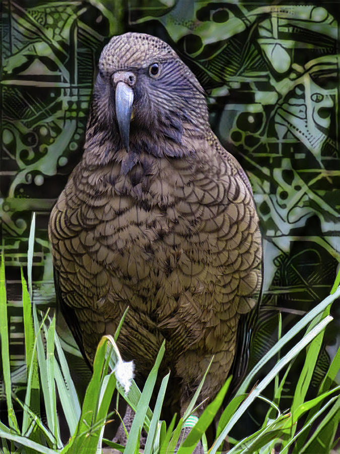 The New Zealand Kea Digital Art by Steve Taylor