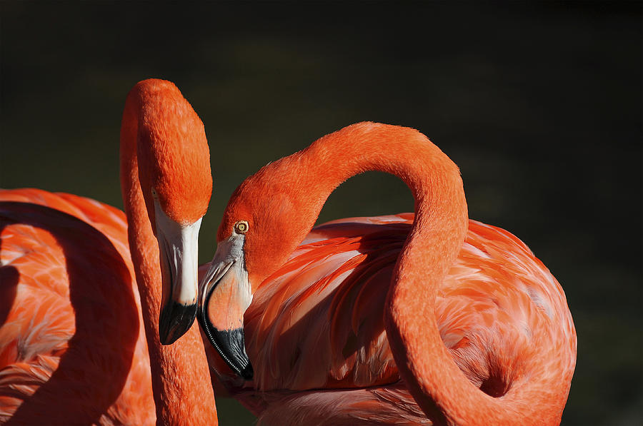 Flamingo Photograph - The newlywed by Thanh Thuy Nguyen