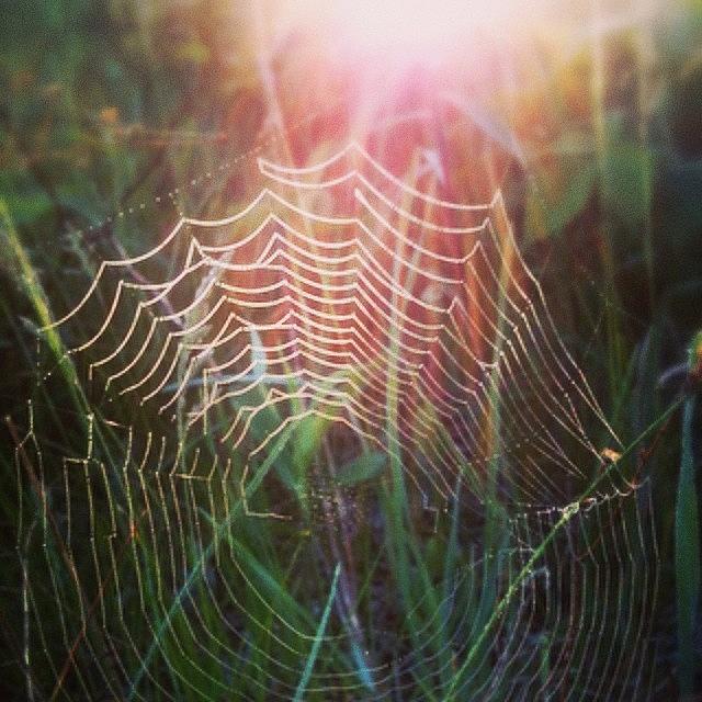 Vsco Photograph - the Next Time You See A Spider Web by Nicky Page