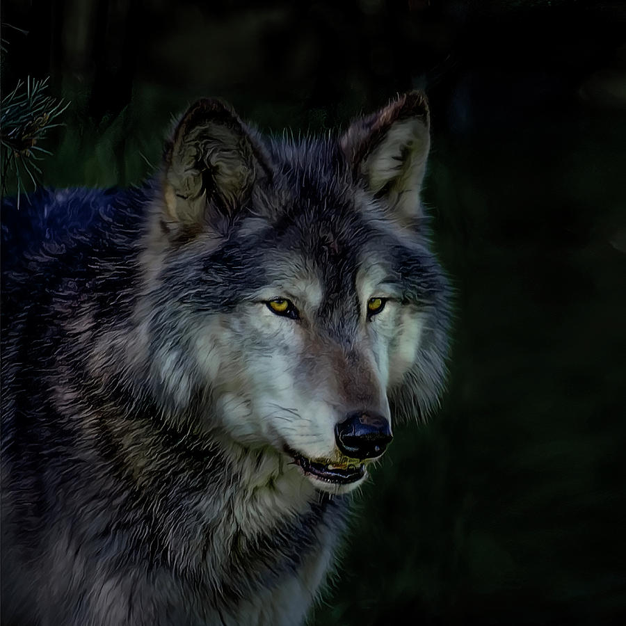 The Night belongs to the Wolf Photograph by Brian Tarr