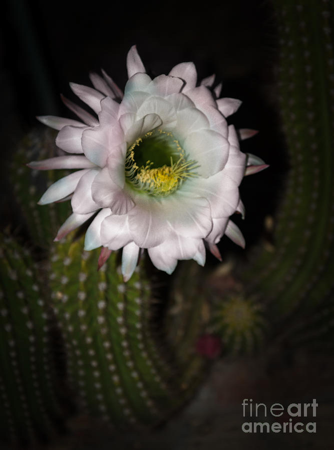 The Night Cactus Photograph by Robert Bales