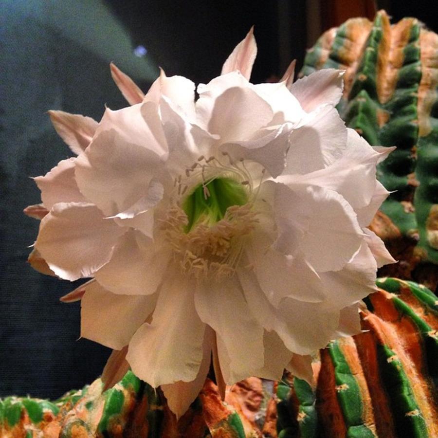 Magic Photograph - The Night Of Blooms Cactus Just Opened by John Repoza