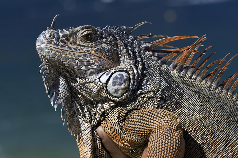 The Night of the Iguana Photograph by Carl Purcell | Fine Art America