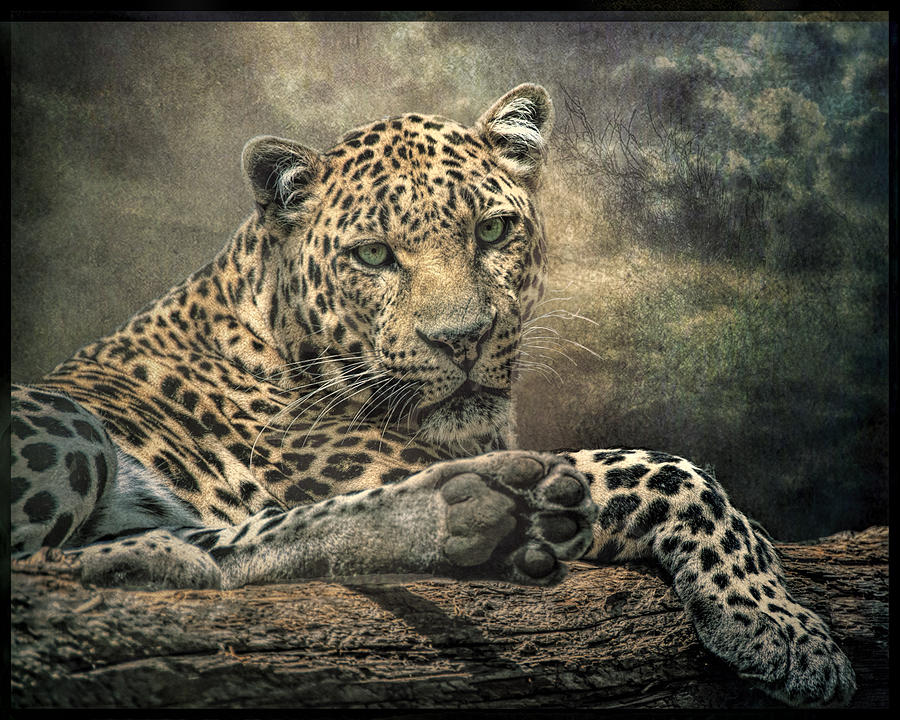 The Night of The Leopard Photograph by Brian Tarr