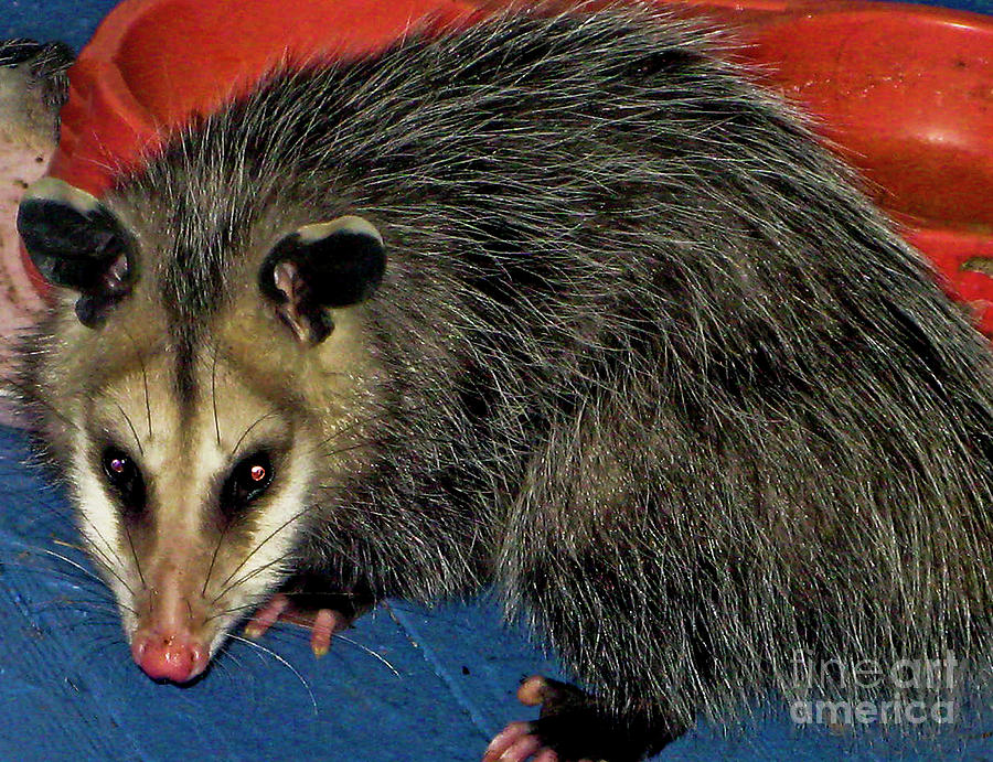 The Night Visitor Opossum Wall Art Photograph by Carol F Austin