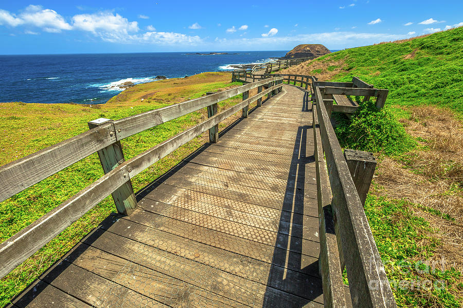 The Nobbies Phillip Island Photograph by Benny Marty - Fine Art America