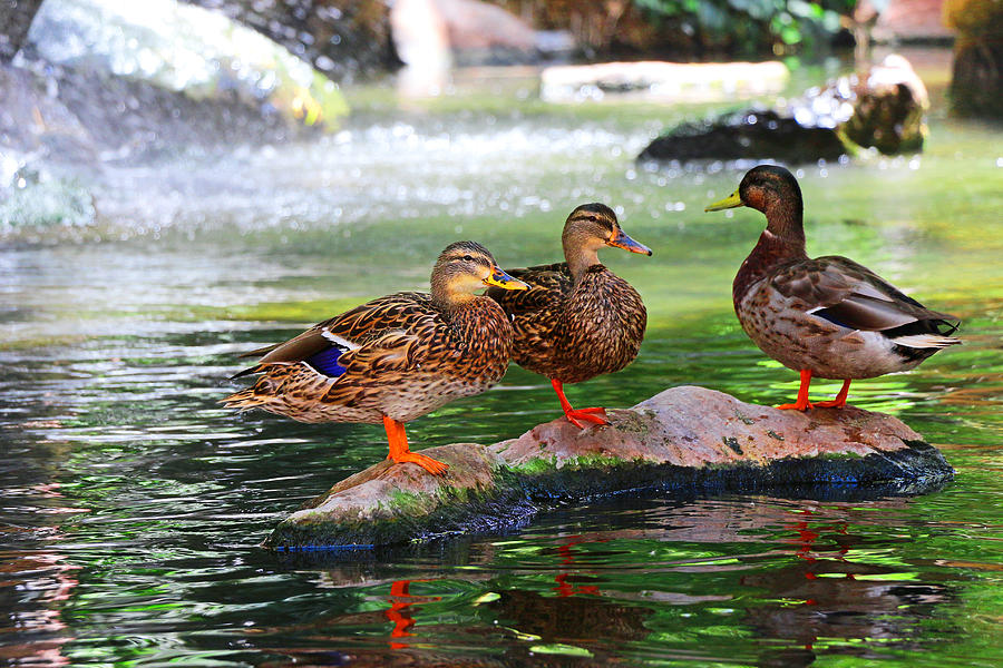 Duck Photograph - The Normans In Vegas by Iryna Goodall