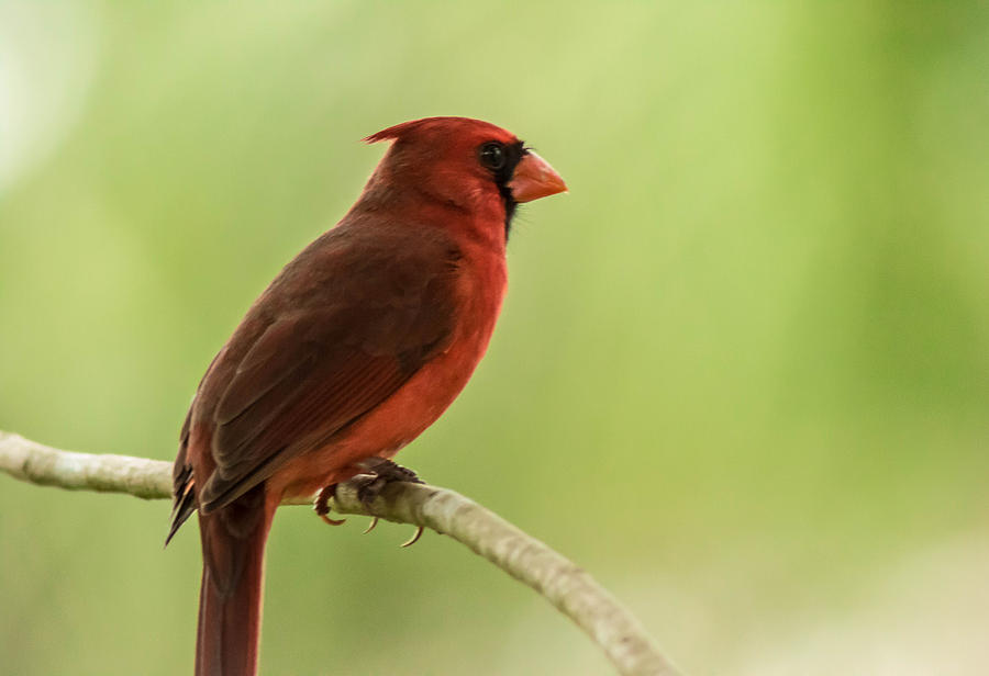 The Northern Cardinal Photograph by George Kenhan
