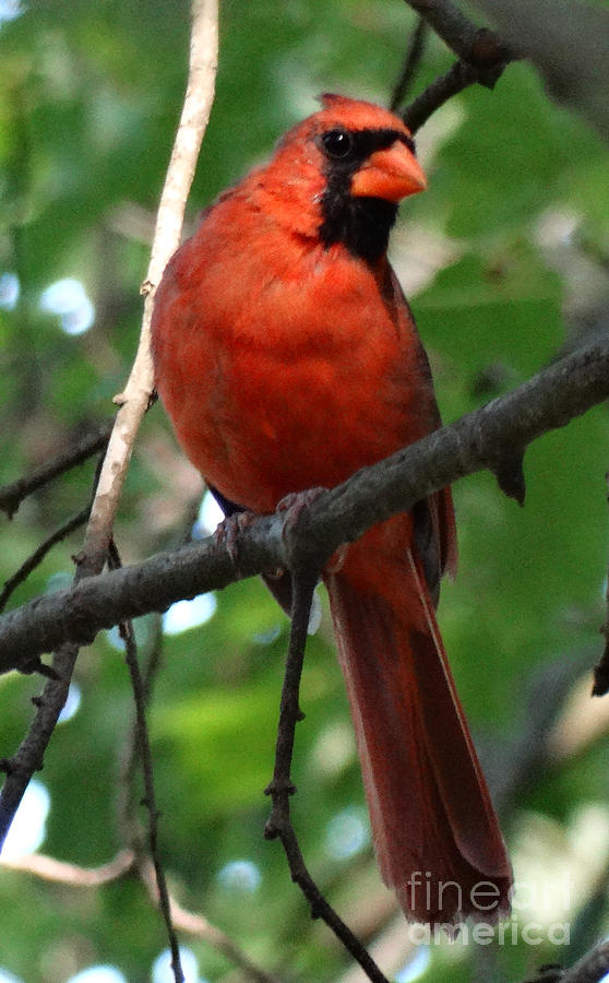 Feather Photograph - The Northern Cardinal by Gina Sullivan