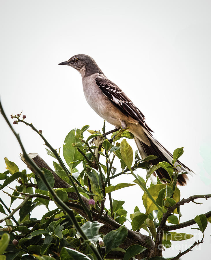 The Northern Mockingbird Photograph by Robert Bales
