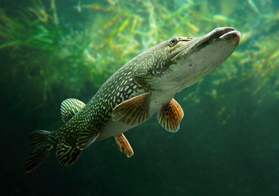 Fish Photograph - The Northern Pike. by Kletr Pictures