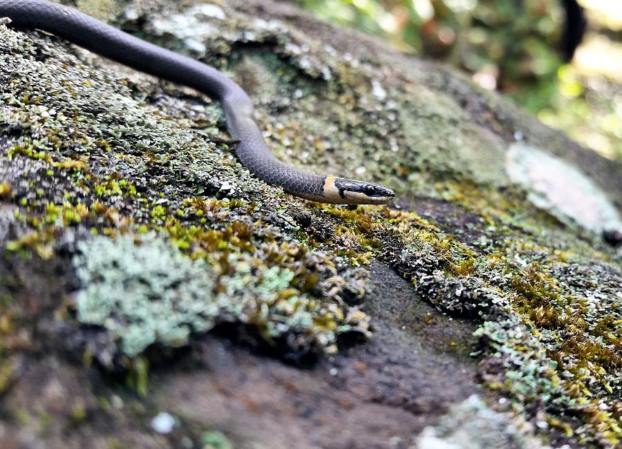 The Northern Ringneck Snake Photograph by JC Findley