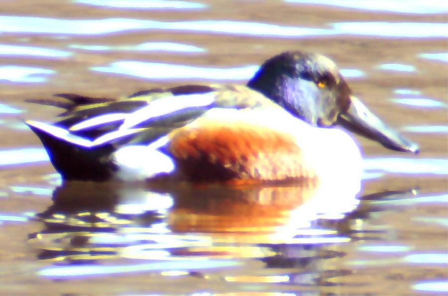 The Northern Shoveler Photograph by Christopher J Kirby