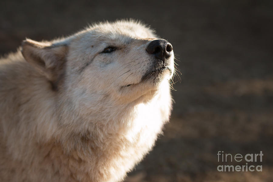 Wolves Photograph - The Nose Knows by Ana V Ramirez