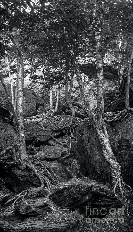 The Notch Trees 1 Photograph by James Aiken