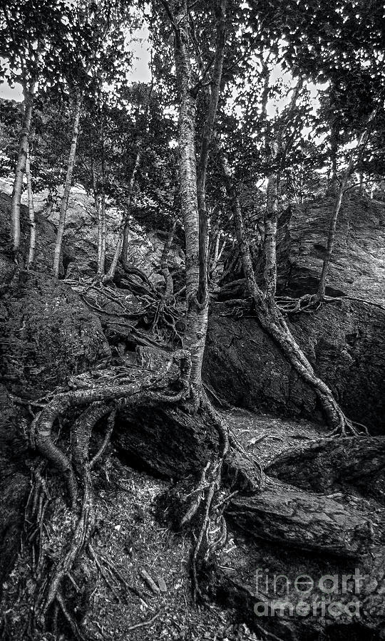 The Notch Trees 2 Photograph by James Aiken